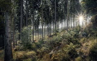 The therapeutic benefits of walking in nature