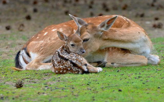 Essays on love: The things we can learn from deer