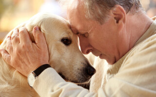 Why pet loss grief feels so deep and how therapy helps