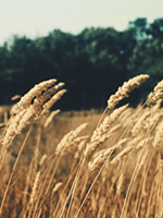 Essex Mediation Counselling Essex Mediation Counselling