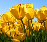 Simon H Fenton (with free consultation session) Simon H Fenton (with free consultation session)