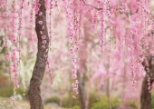 Blossom Logo