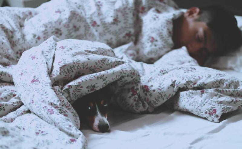 Dog asleep next to man in bed