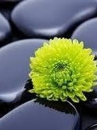 Melissa Nevin - Sanctuary Hypnotherapy Melissa Nevin - Sanctuary Hypnotherapy