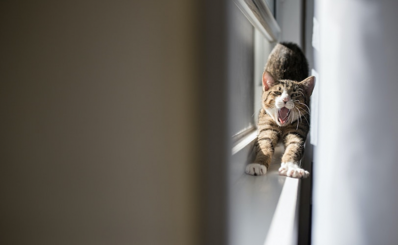 Cat yawning and stretching on the windowsill