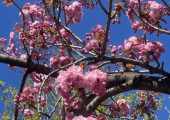 Spring, rebirth, hope