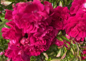 Your time to blossom and flourish