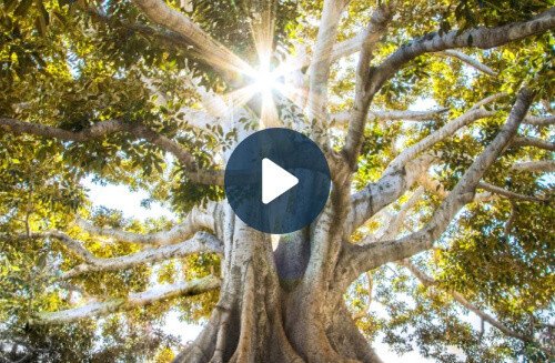 Past life regression