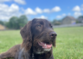 Bella, my gorgeous dog.