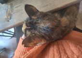 Desk buddy - you may meet her on a Zoom call.