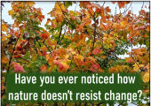 Trees in autumn in the midst of changing colour