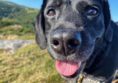 Meet Milly, our family dog.