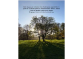 Sunlight through trees with coaching quote