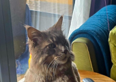 Odin the big cat