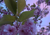 Take a seat under the blossom tree for a Spring session