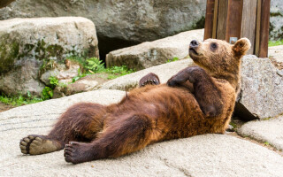How much sleep do we really need?