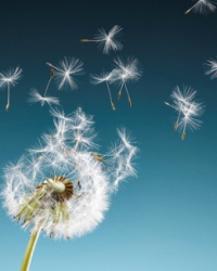 Helen Toole - OMJA Therapies Helen Toole - OMJA Therapies