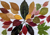 Therapeutic art workshops