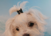 Therapy dog