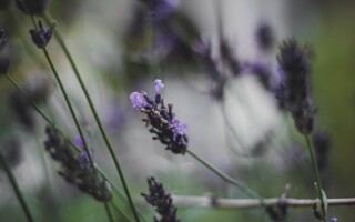 3 common conditions aromatherapy can help with
