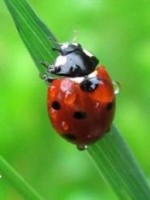 Libby Foxon-Ladybird Bowen Therapy Libby Foxon-Ladybird Bowen Therapy