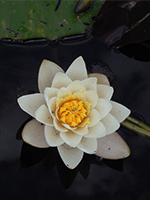 Tranquility Massage Sidcup Tranquility Massage Sidcup