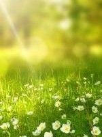 Karen Mason - White Swan Reiki Karen Mason - White Swan Reiki