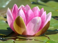 Life Bloom Harmony for Mind & Body Life Bloom Harmony for Mind & Body